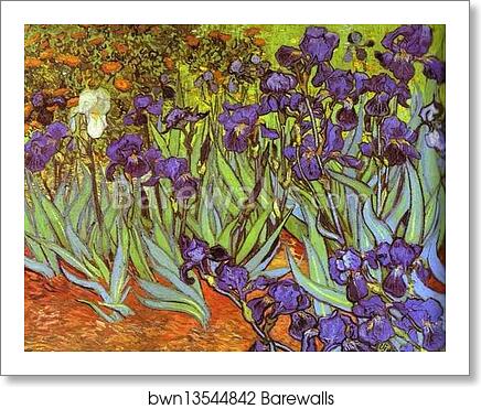 Irises. Sait-Rémy by Vincent Van Gogh, Art Print