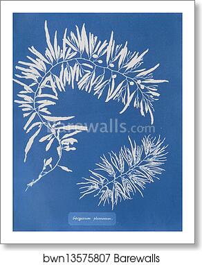 Sargassum plumosum by Anna Atkins, Art Print