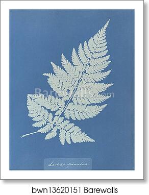 Lastrea spinulosa by Anna Atkins, Art Print
