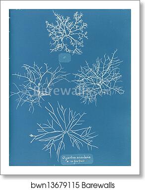 Gigartina acicularis, a. in fine fruit by Anna Atkins, Art Print