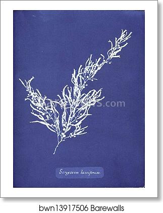 Sargassum bacciferum. Cyanotype photogram by Anna Atkins, Art Print Sargassum bacciferum. Cyanotype photogram by Anna Atkins, Art Print