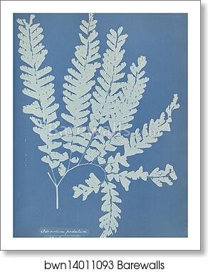 Adiantum pedatum, N. America by Anna Atkins, Art Print