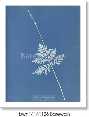 Botrychium gracile, America by Anna Atkins, Art Print