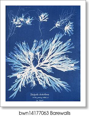Dictyota dichotoma, in the young state; and in fruit by Anna Atkins, Art Print