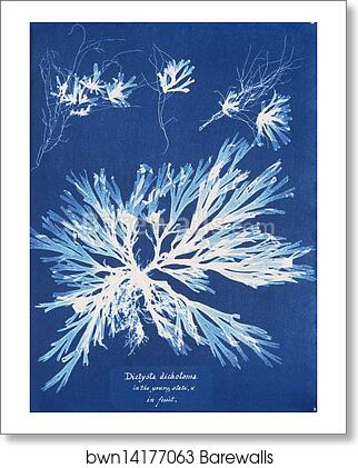 Dictyota dichotoma, in the young state; and in fruit by Anna Atkins, Art Print Dictyota dichotoma, in the young state; and in fruit by Anna Atkins, Art Print
