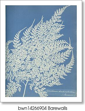 Aspidium denticulatum, Jamaica by Anna Atkins, Art Print
