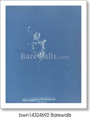 Hymenophyllum Tunbridgense, British by Anna Atkins, Art Print