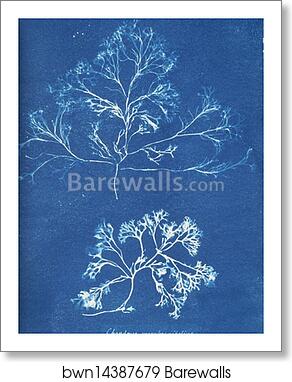 Chondrus membranifolius by Anna Atkins, Art Print