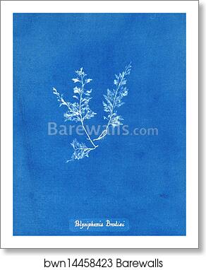Polysiphonia Brodiaei [Part X] by Anna Atkins, Art Print