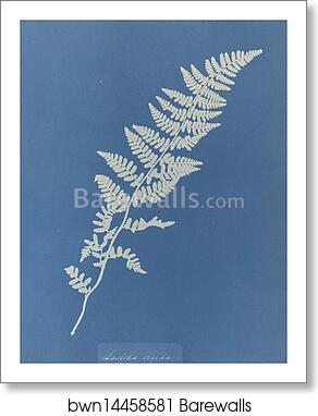 Lastrea rigida by Anna Atkins, Art Print