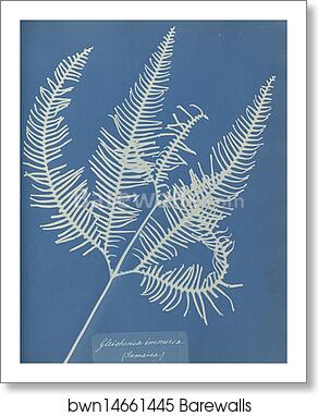 Gleichenia immersa, Jamaica by Anna Atkins, Art Print