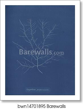 Gigartina purpurascens by Anna Atkins, Art Print