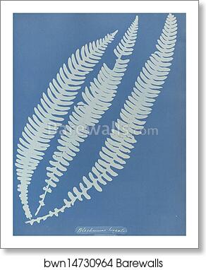 Blechnum boreale, British by Anna Atkins, Art Print