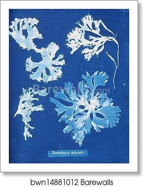 Rhodomenia laciniata by Anna Atkins, Art Print