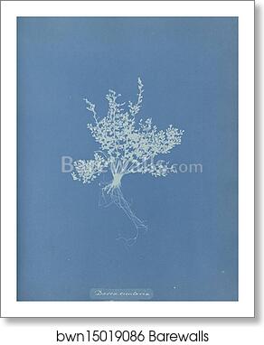 Darea cicutaria, Jamaica by Anna Atkins, Art Print