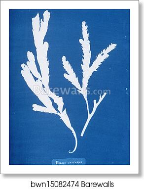 Fucus serratus by Anna Atkins, Art Print