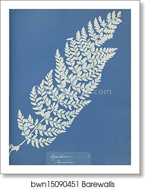 Aspidium, Jamaica by Anna Atkins, Art Print