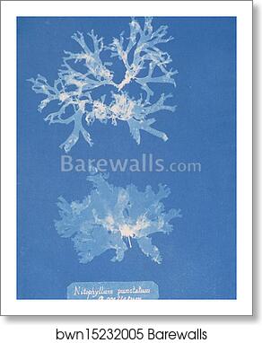Nitophyllum punctatum ß ocellatum by Anna Atkins, Art Print