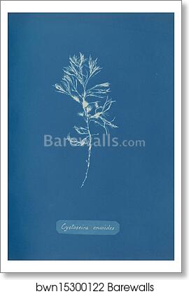 Cystoseira ericoides. Cystoseira tamariscifolia (Hudson) Papenfuss. Cyanotype photogram by Anna Atkins, Art Print Cystoseira ericoides. Cystoseira tamariscifolia (Hudson) Papenfuss. Cyanotype photogram by Anna Atkins, Art Print
