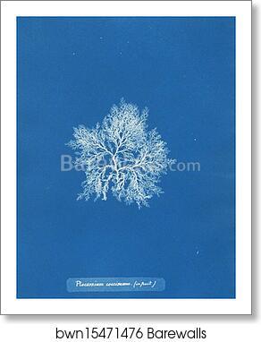 Plocamium coccineum (in fruit) by Anna Atkins, Art Print