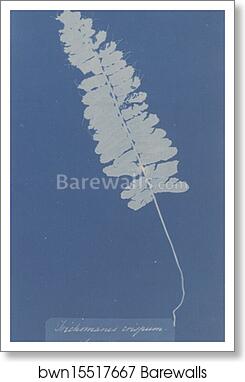 Trichomanes Crispum (Jamaica) by Anna Atkins, Art Print