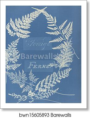 Foreign Ferns by Anna Atkins, Art Print