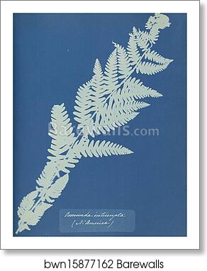 Osmunda interrupta, N. America by Anna Atkins, Art Print