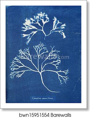 Chondrus mamillosus by Anna Atkins, Art Print