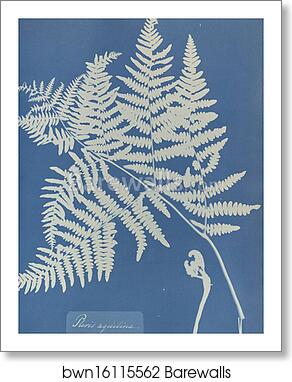 Pteris aquilina by Anna Atkins, Art Print