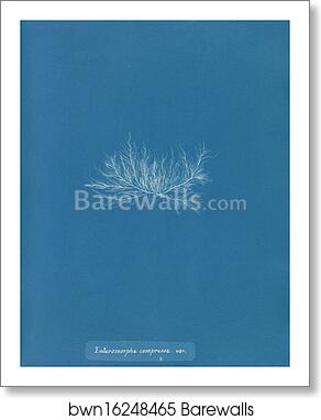 Enteromorpha compressa var by Anna Atkins, Art Print