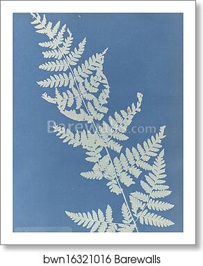 Lastrea cristata by Anna Atkins, Art Print