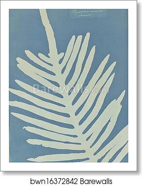 Polypodium Aureum (Jamaica) by Anna Atkins, Art Print