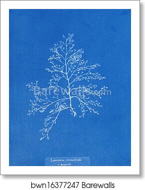 Laurencia pinnatifida v. angusta by Anna Atkins, Art Print