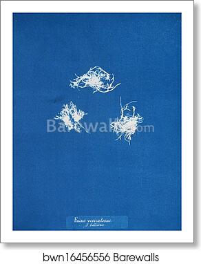 Fucus vesiculosus v. balticus by Anna Atkins, Art Print
