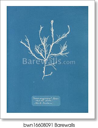 Fucus æruginosus Turner. "Med. Sea Sisbon" New to Britain by Anna Atkins, Art Print Fucus æruginosus Turner. "Med. Sea Sisbon" New to Britain by Anna Atkins, Art Print
