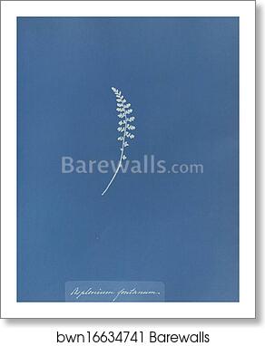 Asplenium fontanum by Anna Atkins, Art Print