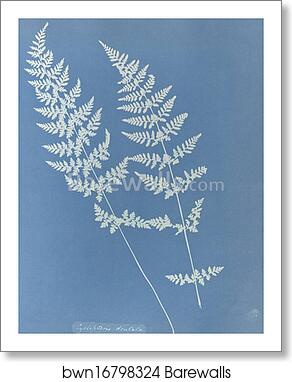 Cystopteris dentata, British by Anna Atkins, Art Print