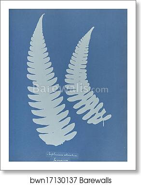 Asplenium striatum by Anna Atkins, Art Print