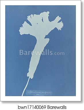 Scolopendrium vulgare [illeg.], british by Anna Atkins, Art Print
