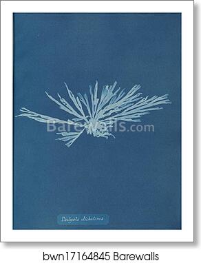 Dictyota dichotoma by Anna Atkins, Art Print