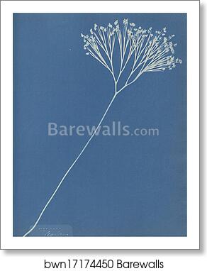 Ceylon by Anna Atkins, Art Print