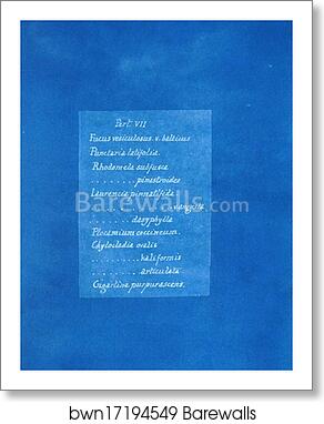 Contents list by Anna Atkins, Art Print