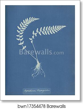 Aspidium trapezoides by Anna Atkins, Art Print