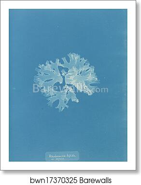 Rhodomenia bifida var. latifolia by Anna Atkins, Art Print