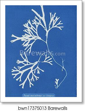 Fucus vesiculosus var. linearis by Anna Atkins, Art Print