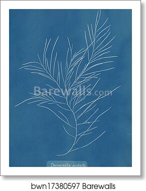 Desmarestia aculeata by Anna Atkins, Art Print