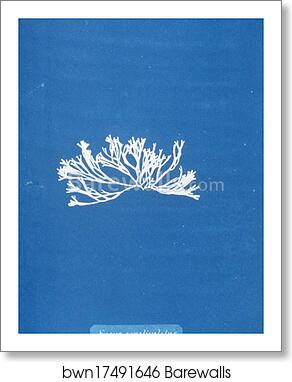 Fucus canaliculatus by Anna Atkins, Art Print
