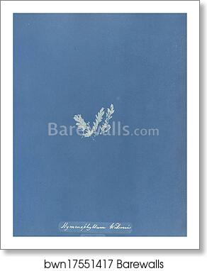 Hymenophyllum Wilsonii, British by Anna Atkins, Art Print