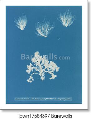 Conferva arcta: the three upper specimens in the young state by Anna Atkins, Art Print