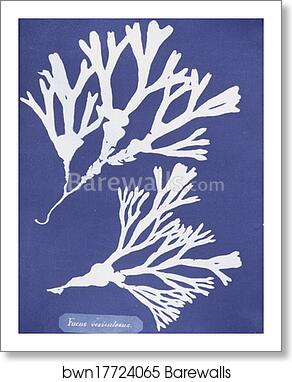 Fucus vesiculosus by Anna Atkins, Art Print